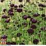 Scabiosa 'Ace of Spades' - Seeds