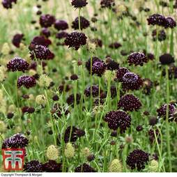 Scabious 'Ace of Spades' - Seeds