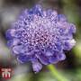 Scabiosa 'Blue'