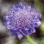 Scabiosa 'Blue'