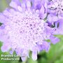 Scabiosa columbaria 'Pincushion Blue'