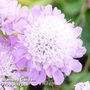 Scabiosa columbaria 'Pincushion Pink'