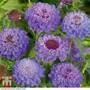 Scabiosa 'Blue Jeans'