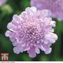 Scabious 'Kudos Pink'