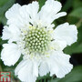 Scabious caucasica var. alba