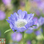 Scabious caucasica