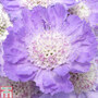 Scabiosa caucasica 'Goldingensis'