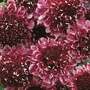 Scabiosa atropurpurea 'Beaujolais Bonnets'