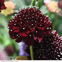 Scabiosa 'Scoop Blackberry'