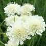 Scabiosa columbaria subsp. ochroleuca