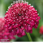 Scabiosa 'Scoop Raspberry'