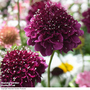 Scabiosa 'Scoop Dark Purple'