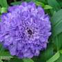 Scabiosa 'Scoop Lilac'