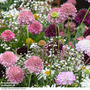 Scabiosa Scoop Collection