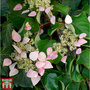 Schizophragma hydrangeoides 'Rose Sensation'