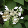 Schizophragma hydrangeoides