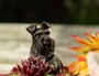 Antique Bronze Coloured Schnauzer Pot Buddy - Pot Hanger