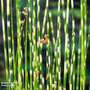 Scirpus tabernaemontani 'Zebrinus' (Marginal Aquatic)