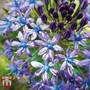 Scilla peruviana