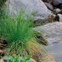 Scirpus isolepis (Oxygenating Aquatic)