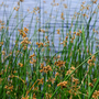 Scirpus lacustris 'Albescens' (Marginal Aquatic)