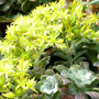 Sedum spathulifolium 'Purpureum'