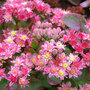 Sedum 'Strawberries And Cream'