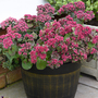 Sedum 'Busy Nights' - Seeds