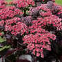 Sedum telephium 'Dark Magic'