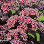 Sedum telephium 'Desert Black'