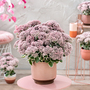 Sedum 'La Vie en Rose'