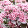 Sedum telephium 'Chocolate'