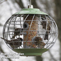 The Nuttery Squirrel-Proof Helix Seed Feeder Celadon Green