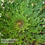Selaginella lepidophylla (Rose of Jericho)