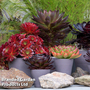 Semponium Collection
