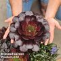Semponium 'Destiny'