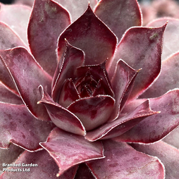 Sempervivum 'Chick Charms Grape Galaxy'