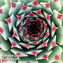 Sempervivum 'Chick Charms Mint Marvel'