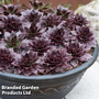 Sempervivum SUPERSEMPS® ?Onyx?