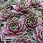 Sempervivum 'Chick Charms Plum Parfait'