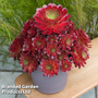 Semponium 'Sienna'