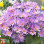 Senetti 'Magic Salmon'