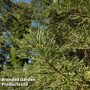 Sequoia sempervirens 'Adpressa'