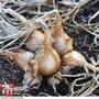 Shallot 'Meloine'
