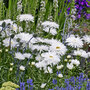 Shasta Daisy 'Snowdrift'