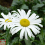 Shasta Daisy 'Starburst'