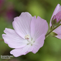 Sidalcea 'Elsie Heugh'