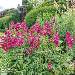 Sidalcea hybrida 'Party Girl'