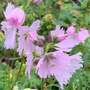 Sidalcea 'Little Princess'
