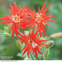 Silene laciniata 'Jack Flash' - Seeds